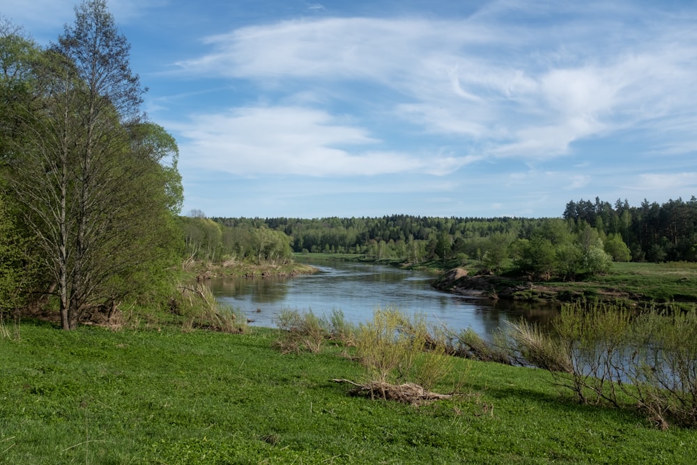 a river running through a lush green forest