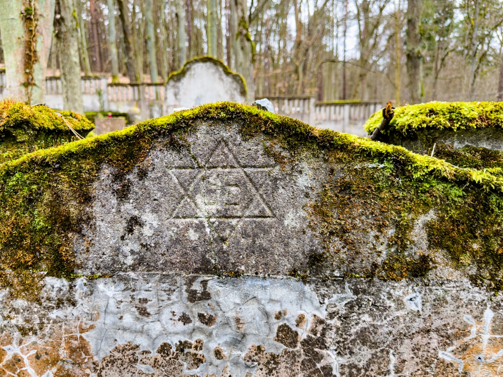 a close up of a stone with moss growing on it