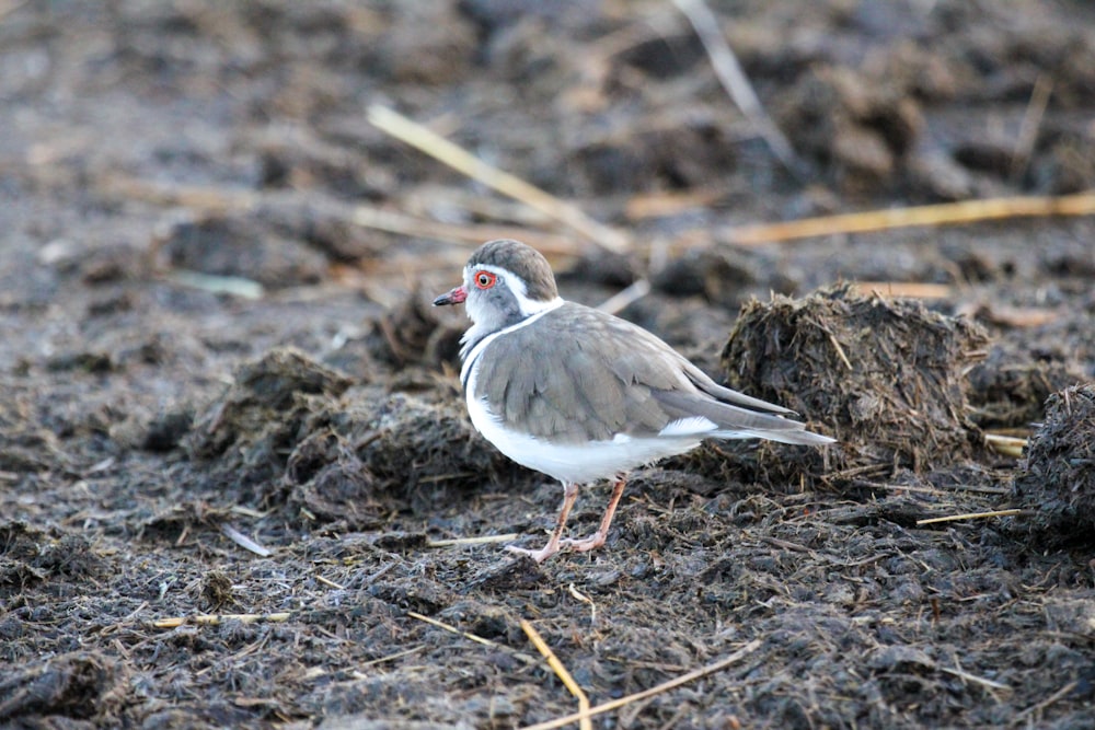 a small bird standing on top of a dirt field