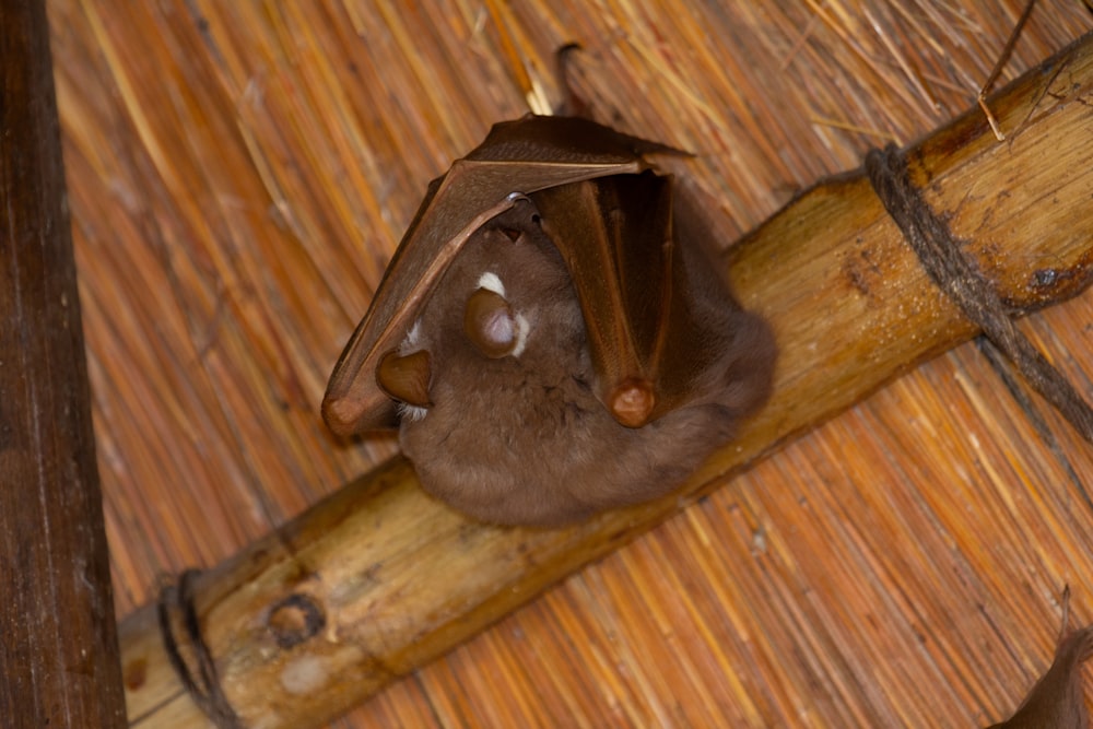Un murciélago colgando boca abajo en un techo de bambú