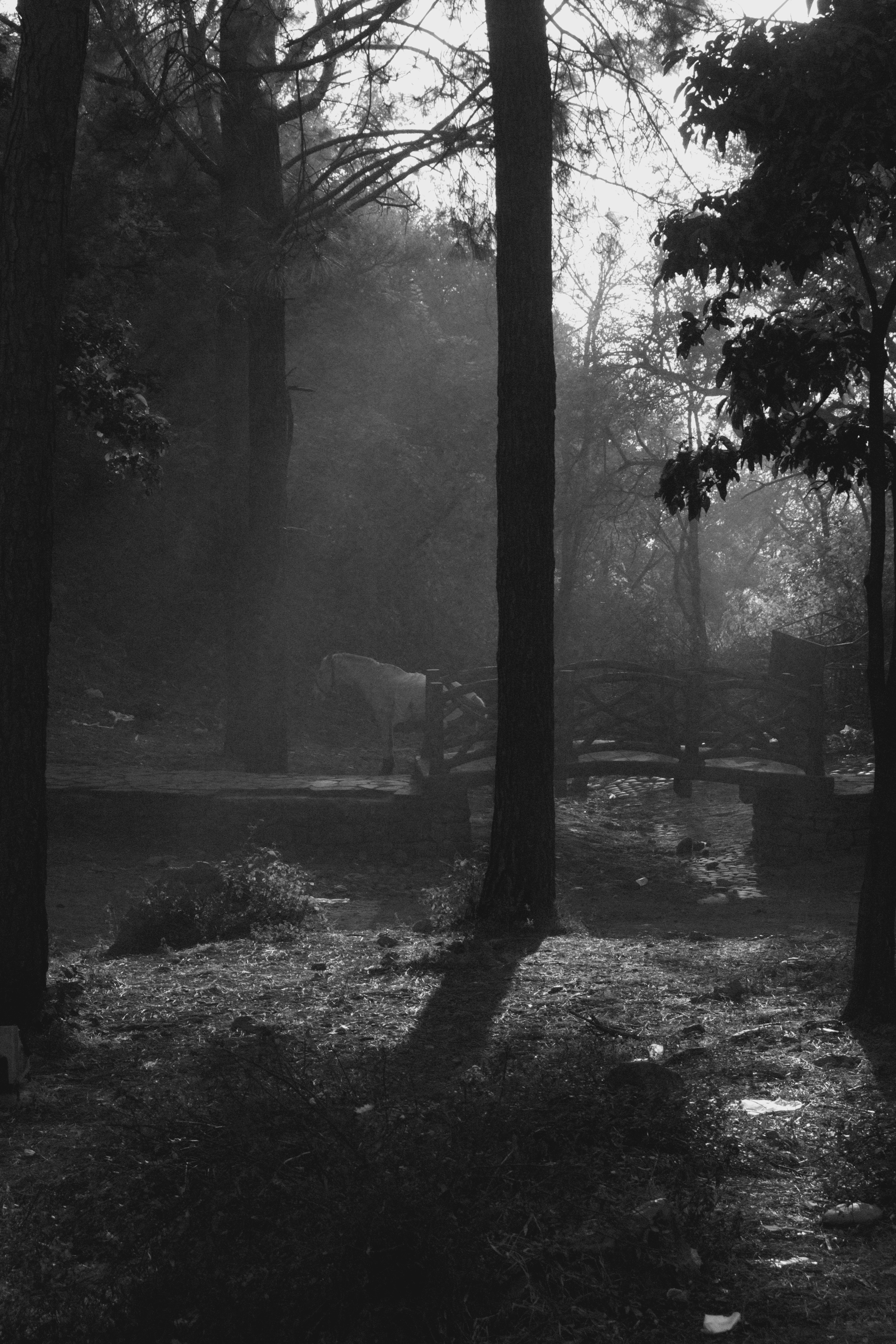 Photo by alihamzatullah