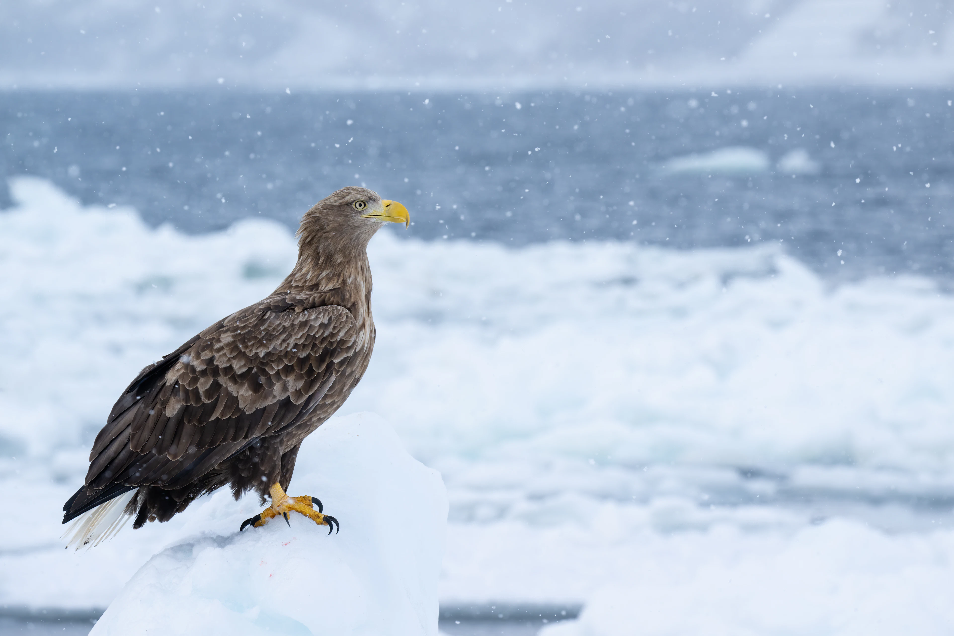 A white-tailed eagle perched on drift ice off the coast of Rausu