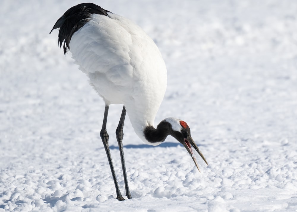 a large white bird with a long beak standing in the snow