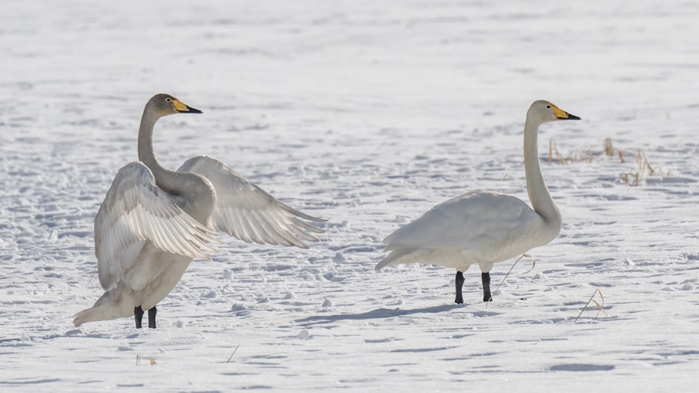 two white geese standing in the snow with their wings spread