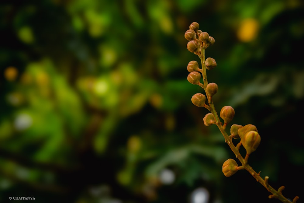 a close up of a plant with yellow flowers