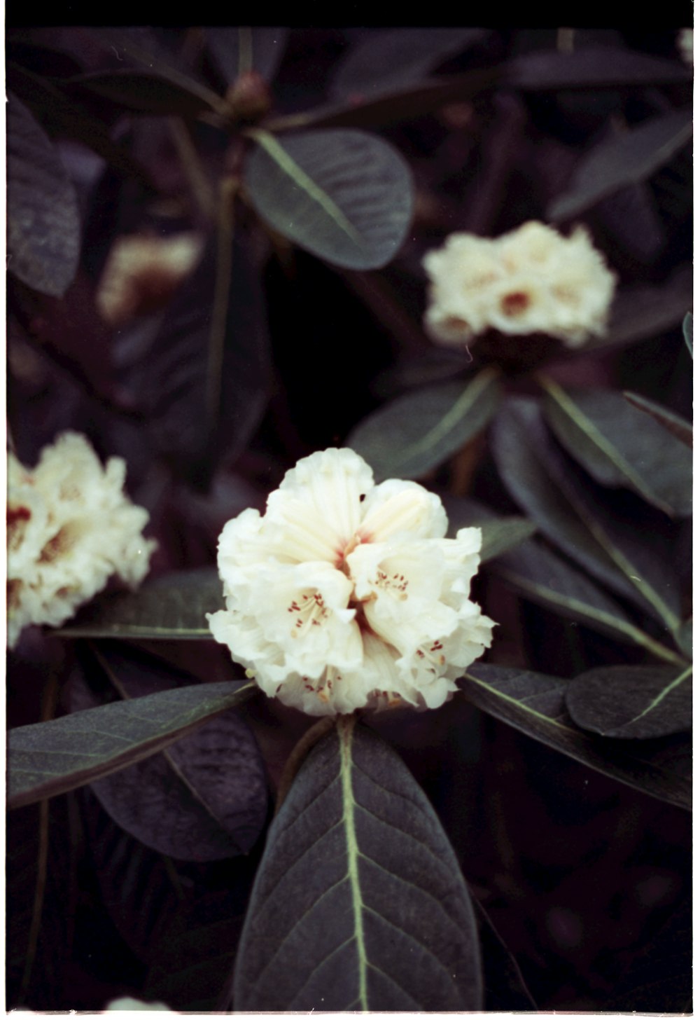 a close up of a flower on a tree