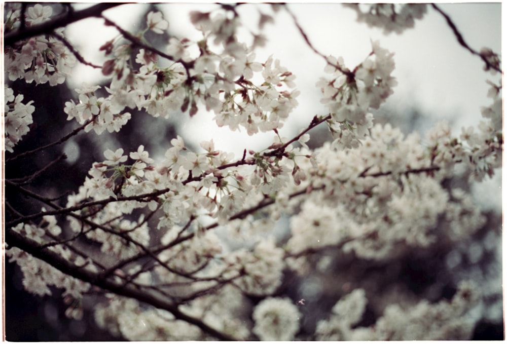 a close up of a tree with white flowers