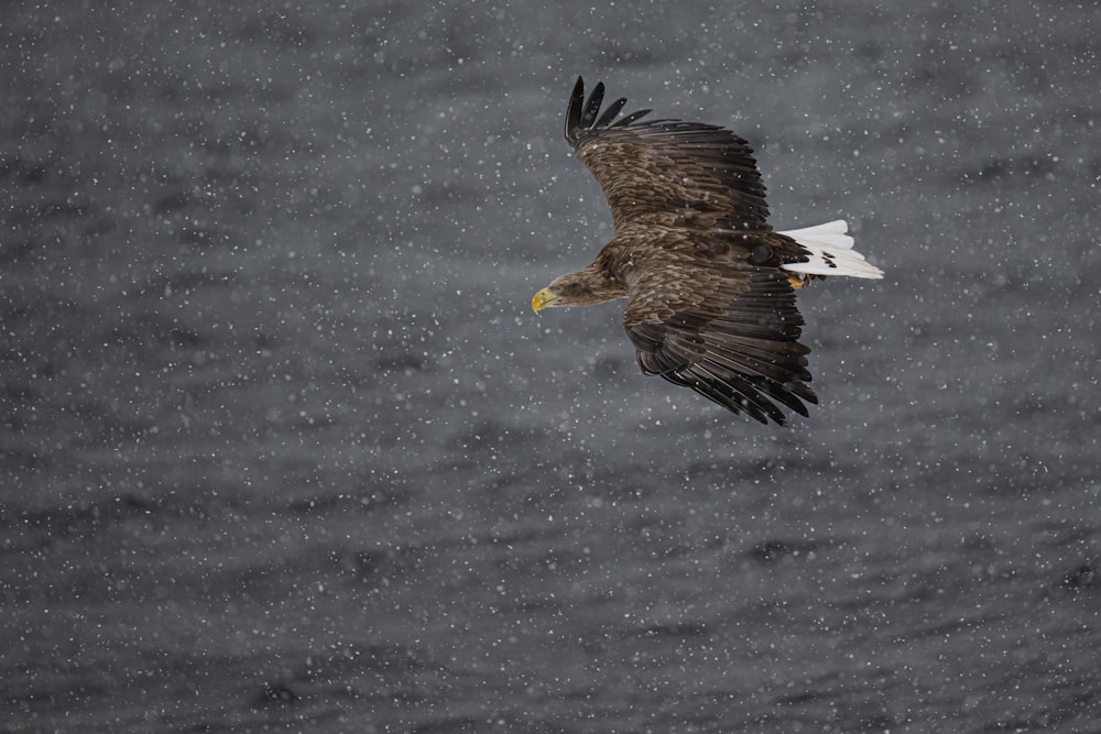 a bald eagle flying over a body of water