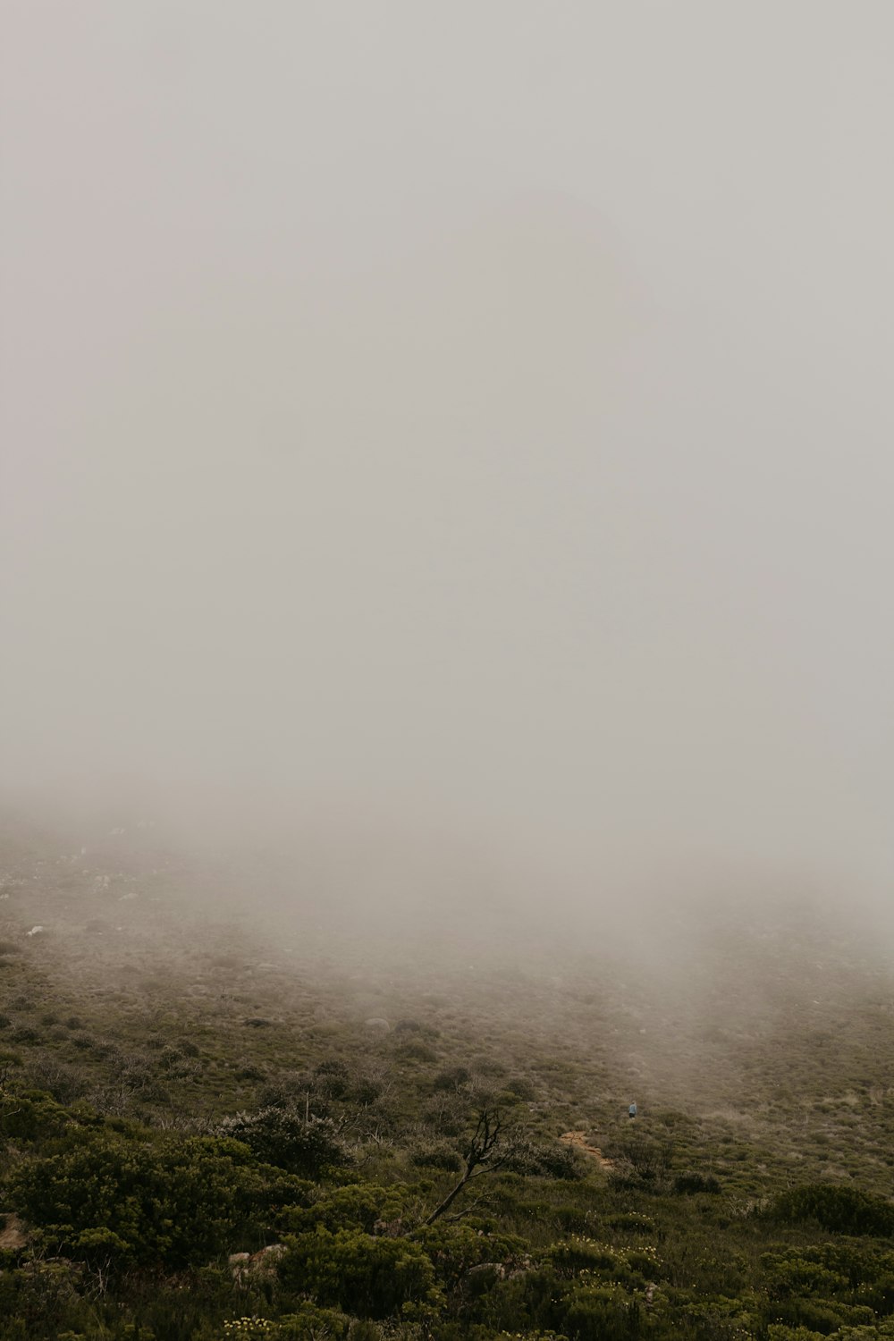 un cheval solitaire debout dans un champ par un jour de brouillard