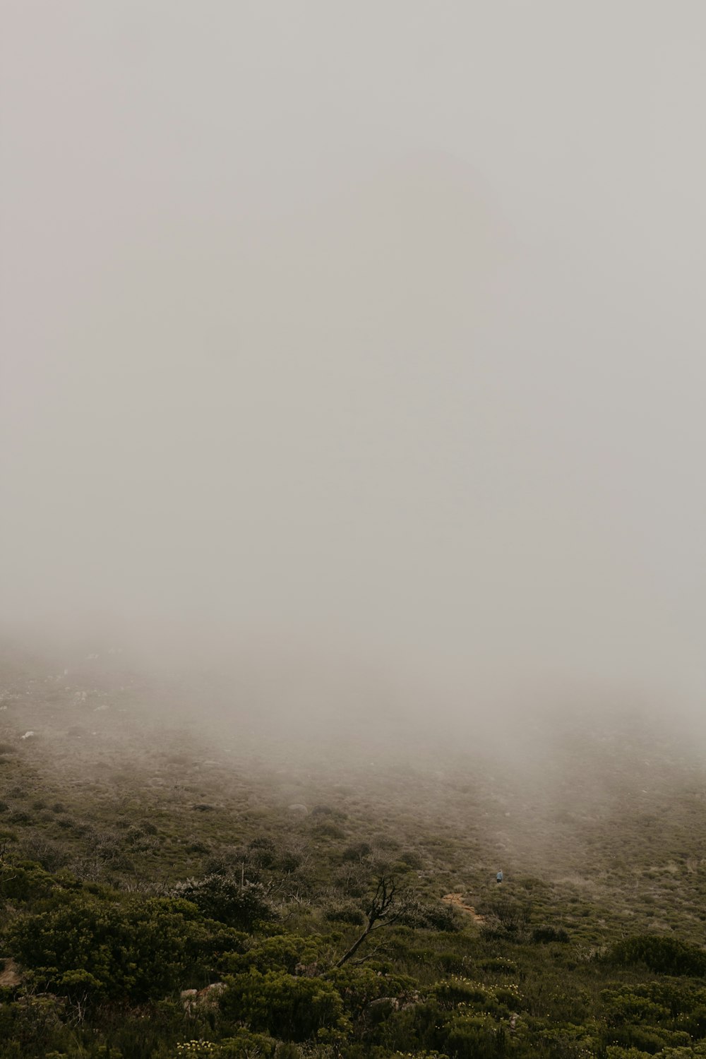 a lone horse standing in a field on a foggy day