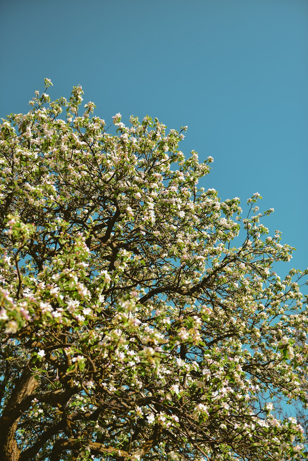 a tree with lots of white flowers in front of a blue sky