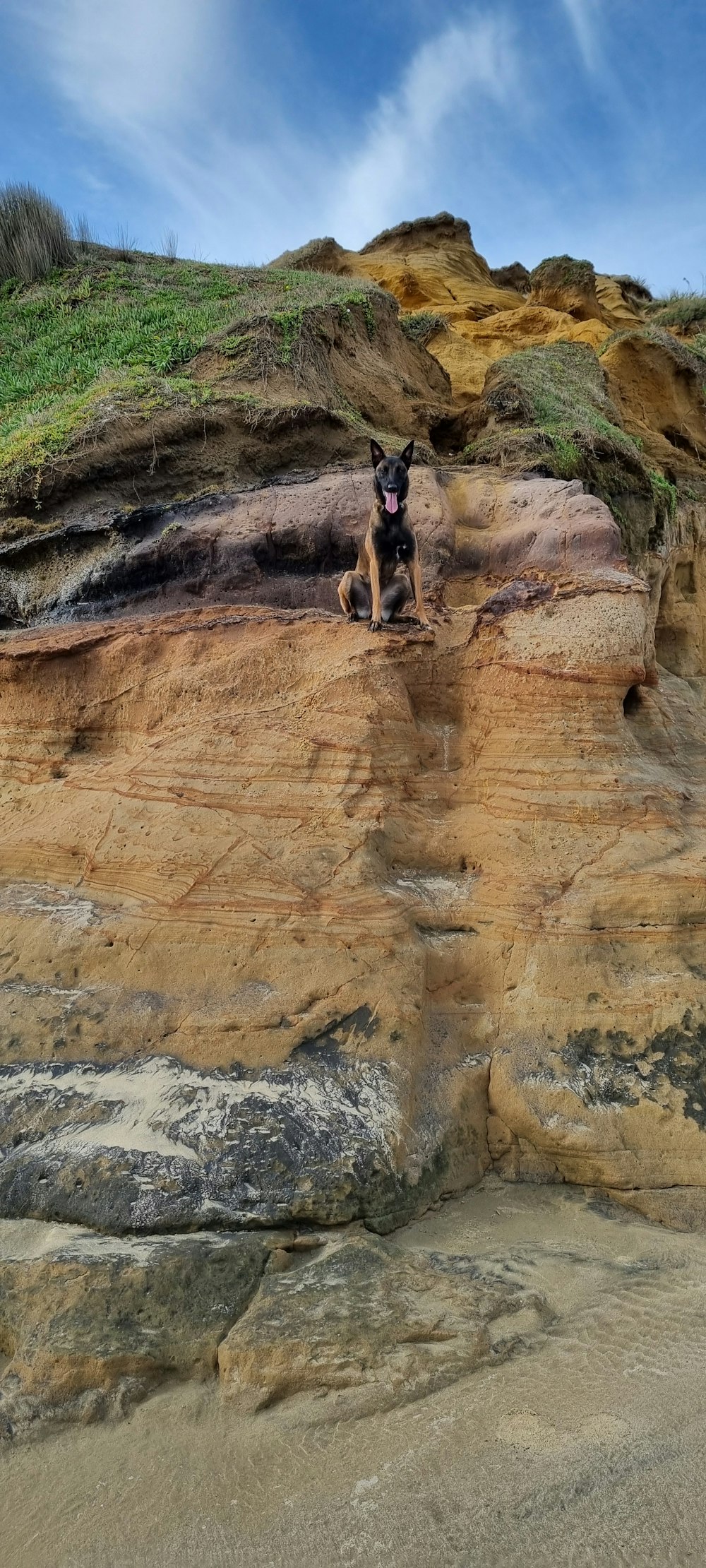 a dog sitting on top of a rocky cliff