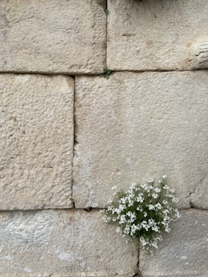 a small white flower growing out of a crack in a stone wall