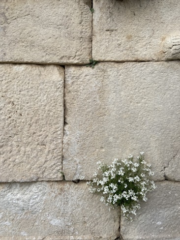 a small white flower growing out of a crack in a stone wall