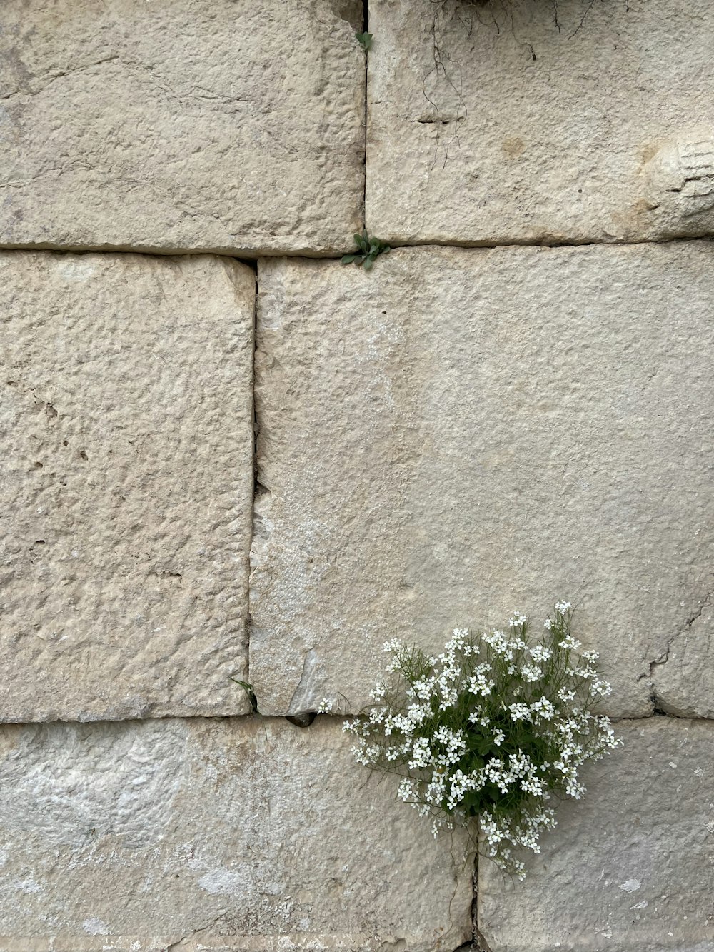 石垣の割れ目から生えている小さな白い花