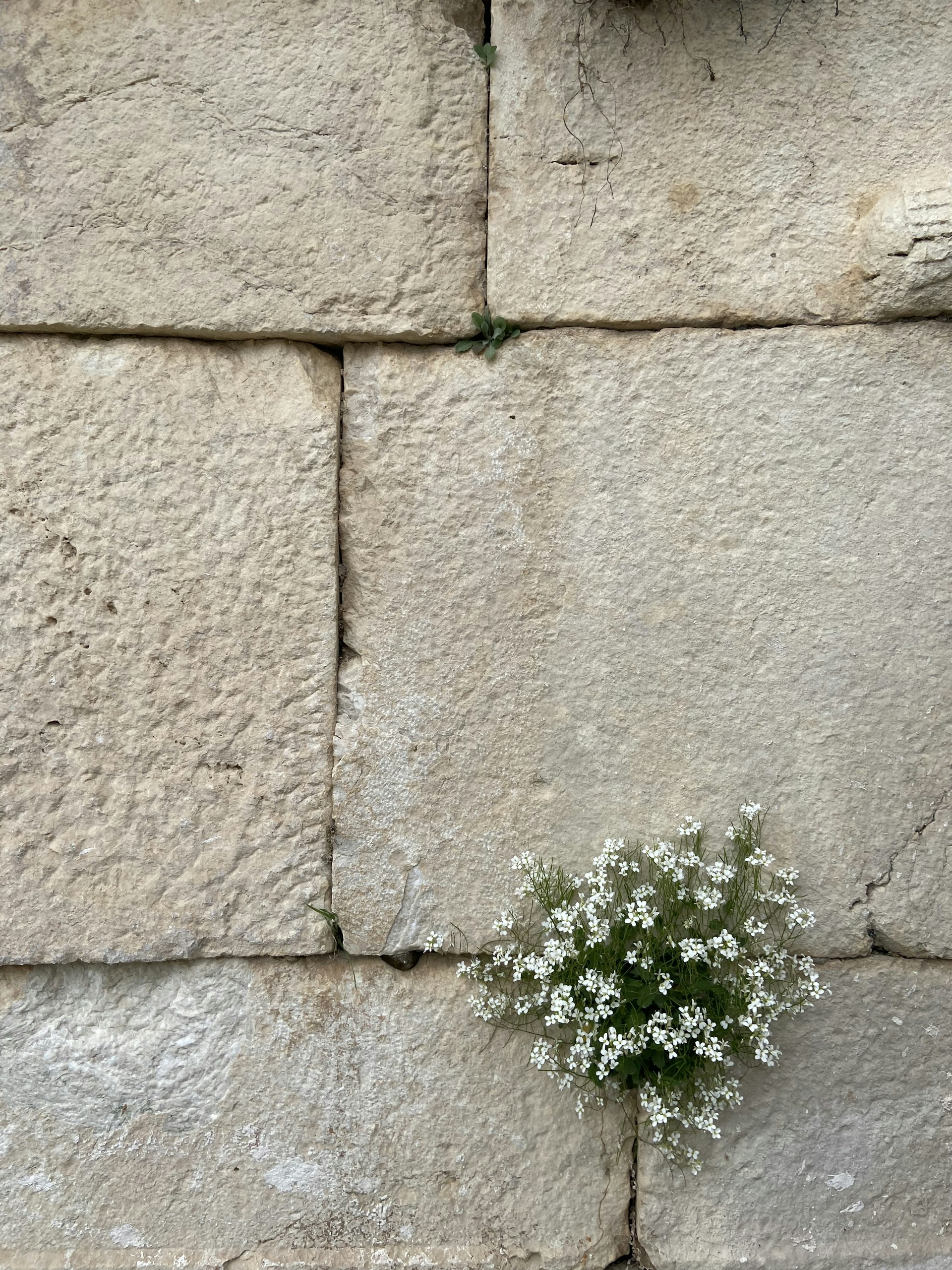 a small white flower growing out of a crack in a stone wall