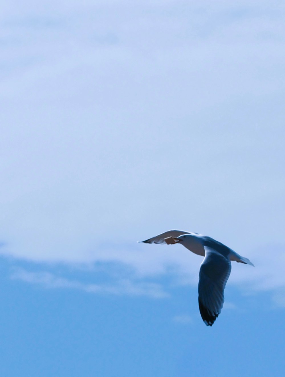 a seagull flying through the air with a blue sky in the background