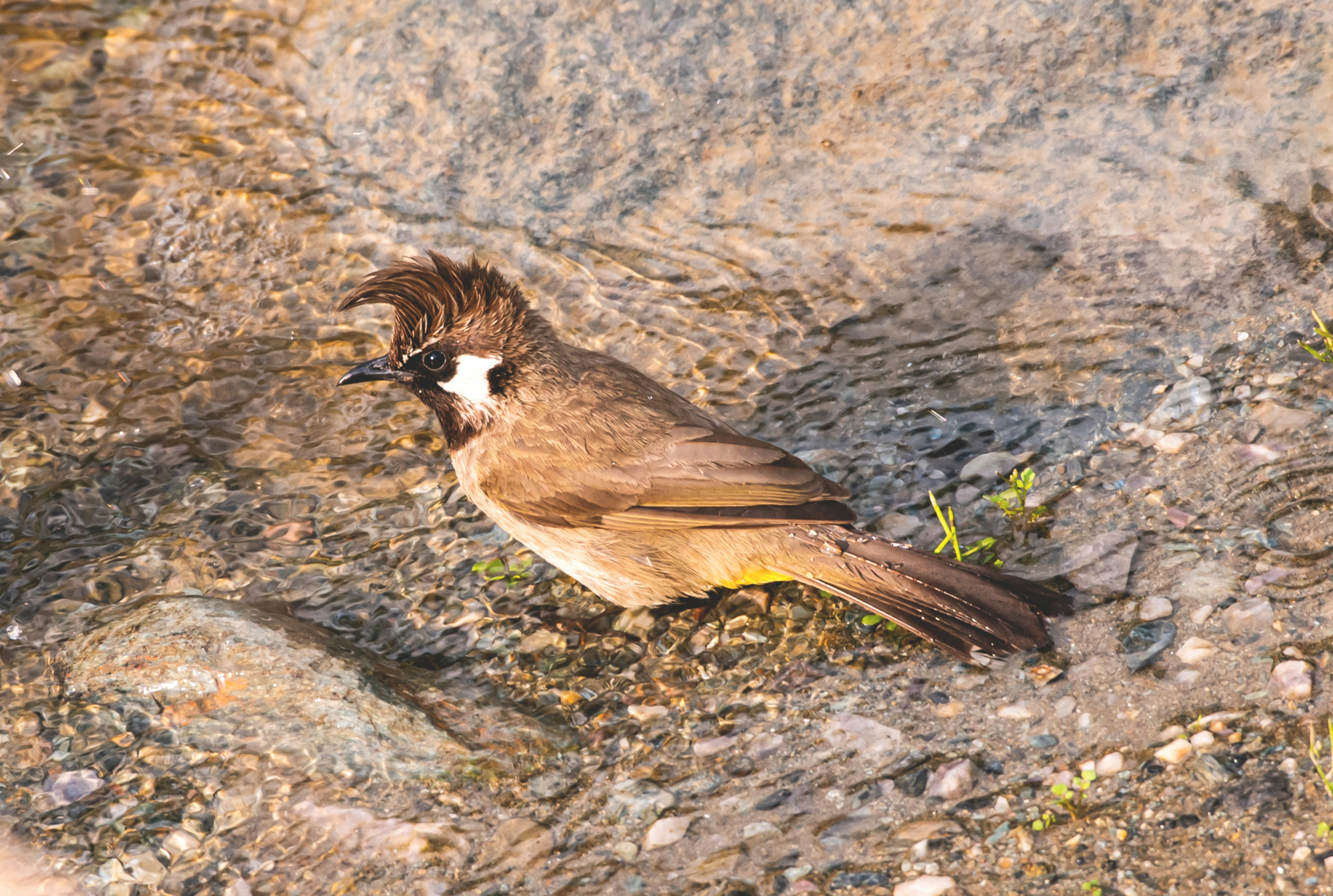 Black Rosy-Finch: The High-Altitude Voyager (image credits: unsplash)