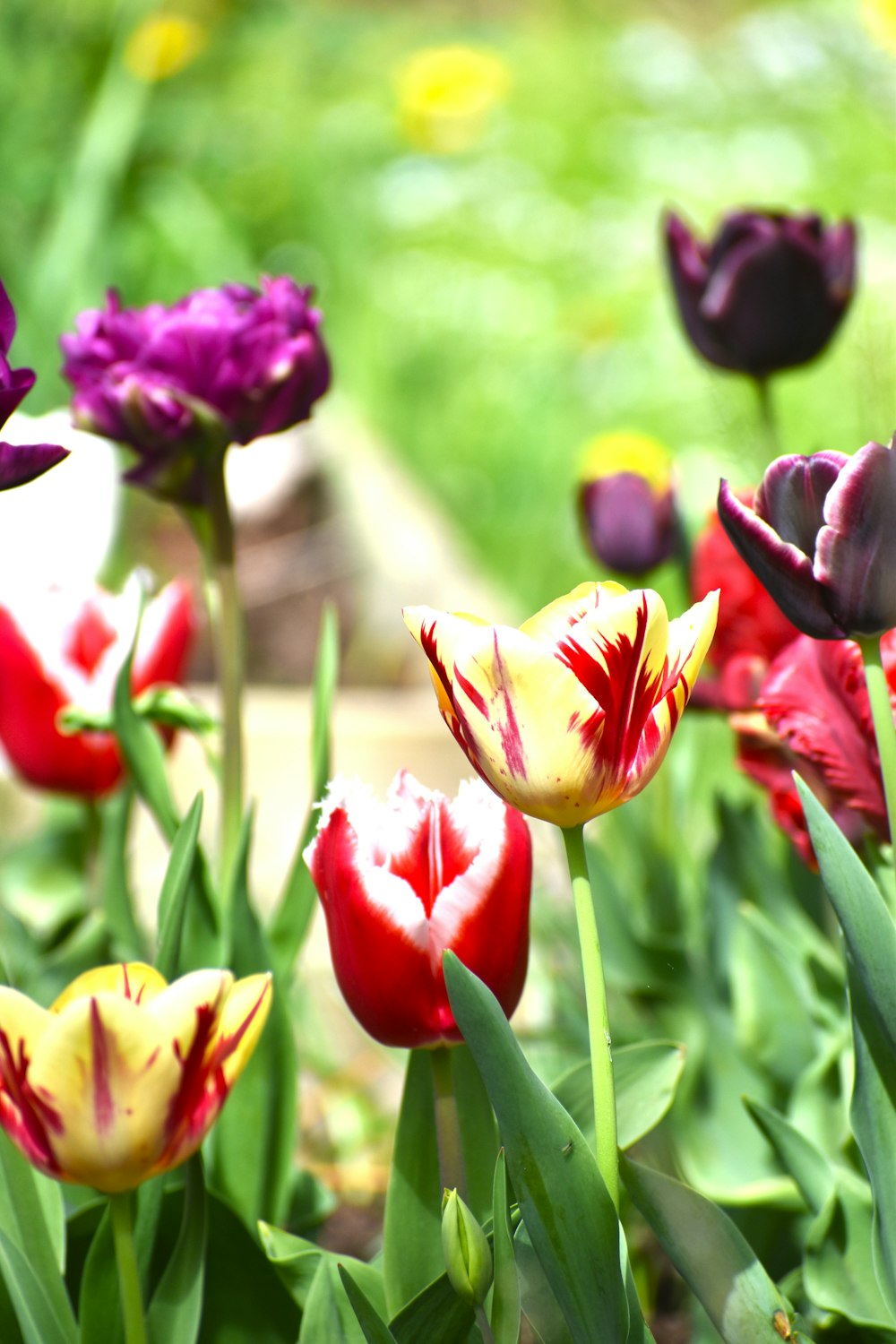 a bunch of flowers that are in the grass