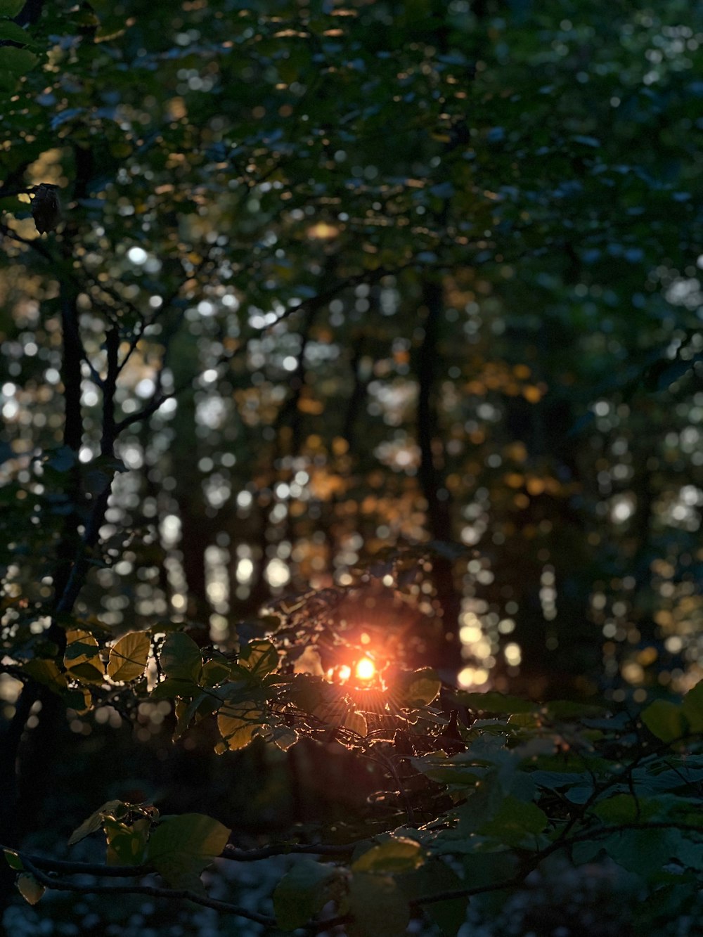 a bright light shines through the trees in the woods