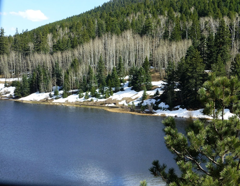 a lake surrounded by trees and snow
