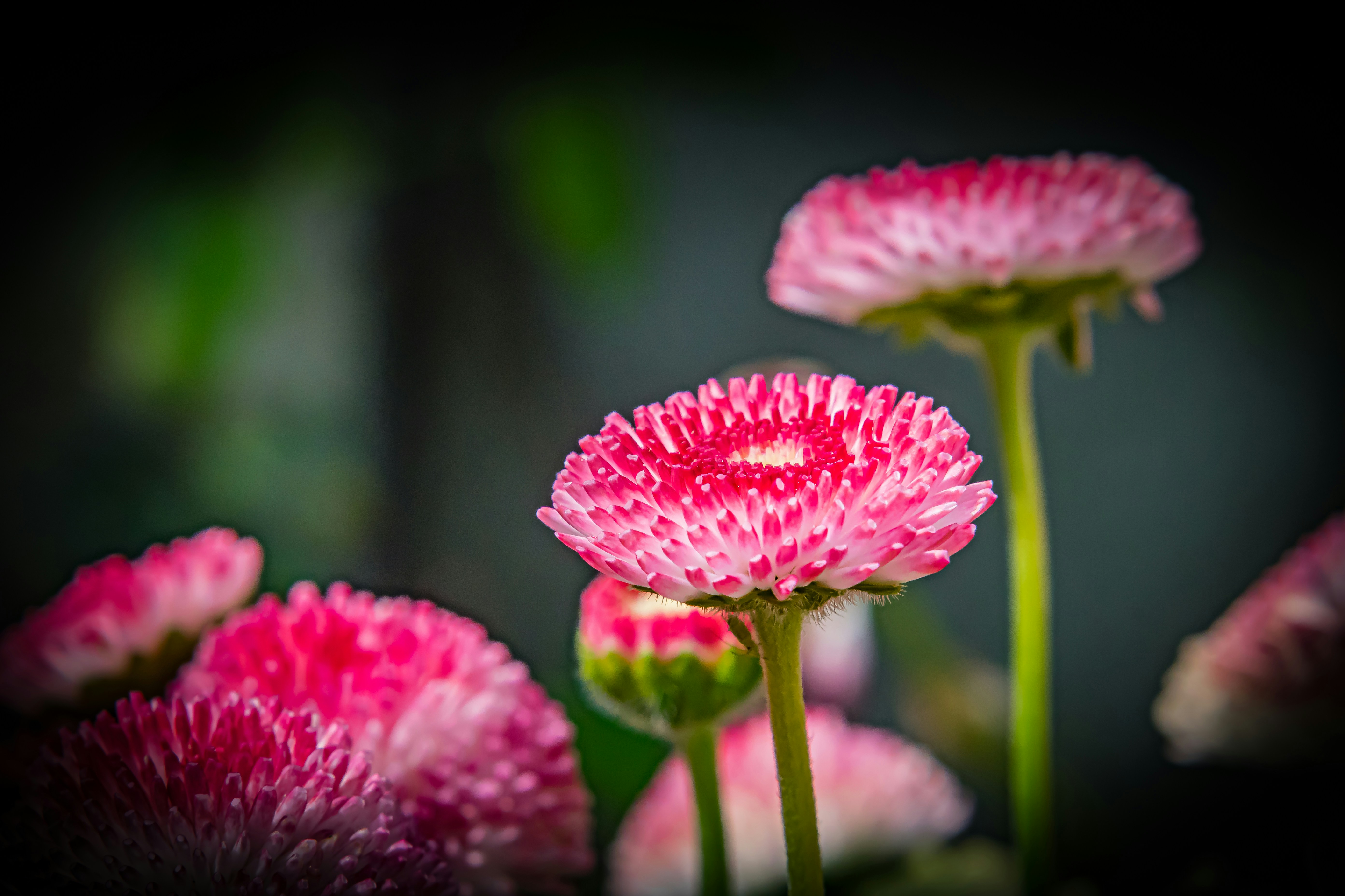 Photo by kristofz