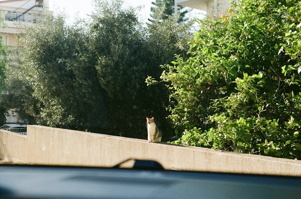 Un gato sentado en lo alto de una pared de cemento