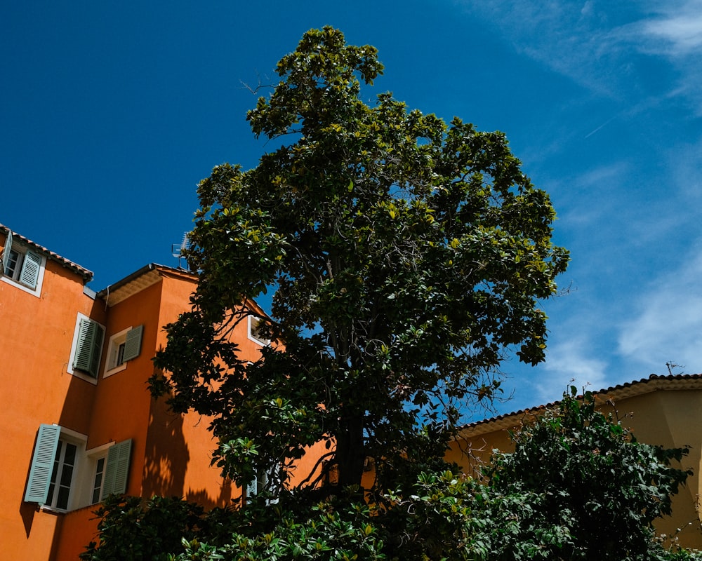 an orange building with a tree in front of it