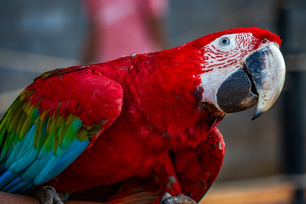 a red and green parrot sitting on top of a person's arm