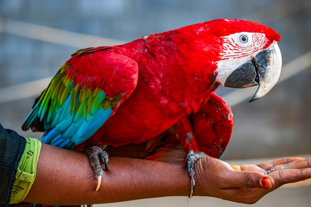 a red and green parrot perched on a person's arm