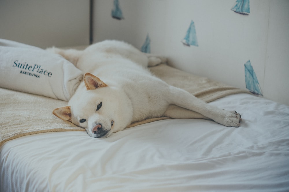 a white dog laying on top of a bed