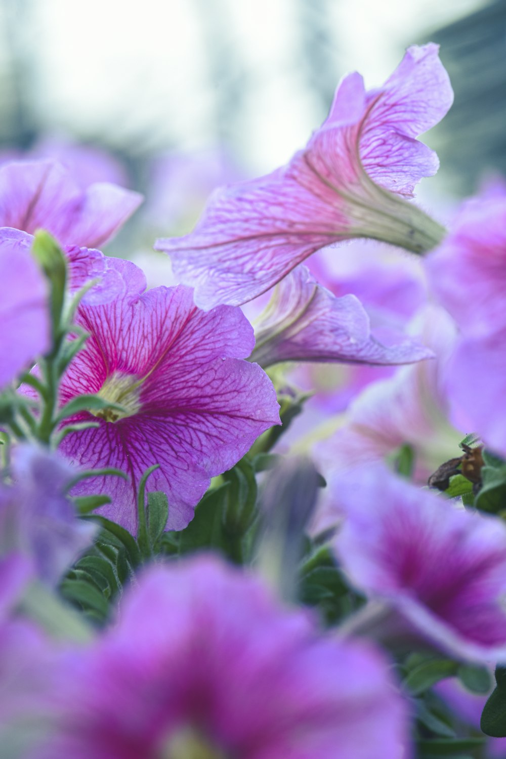 a bunch of purple flowers with water droplets on them