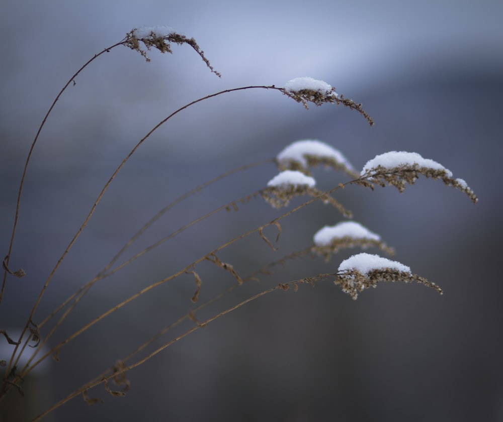 a close up of a plant with snow on it