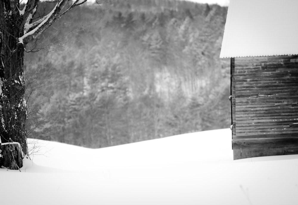 a black and white photo of a tree in the snow