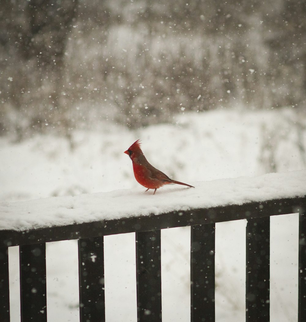 a red bird standing on a railing in the snow