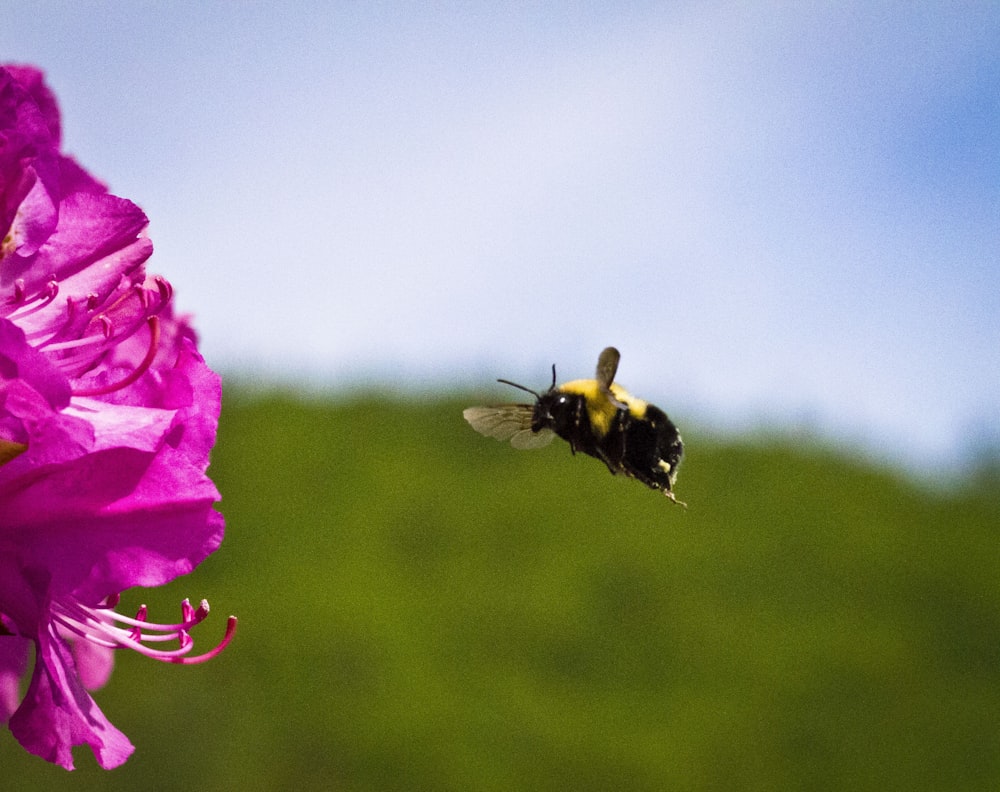 a bee flying towards a purple flower