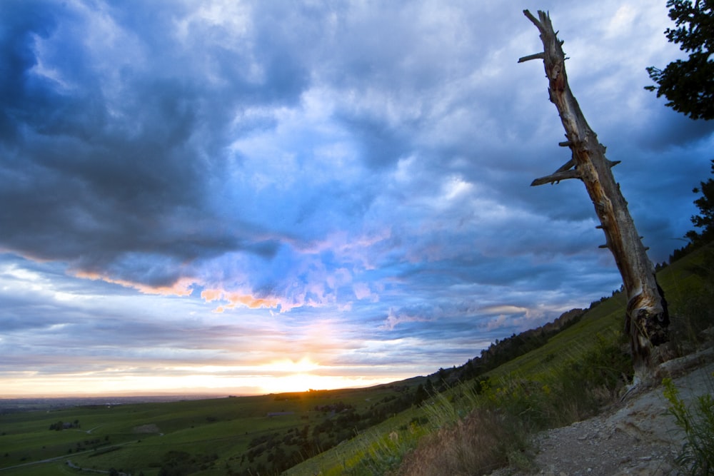 a tree that is standing in the grass