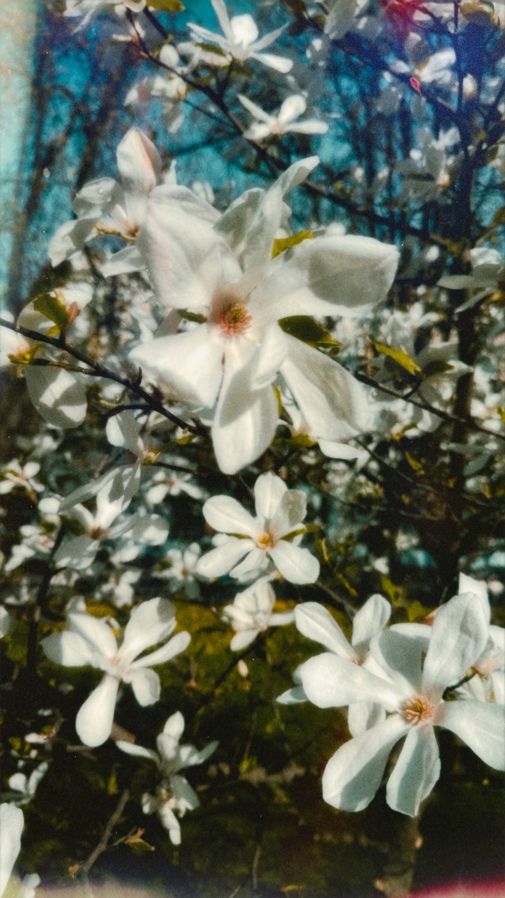 a bunch of white flowers that are on a tree