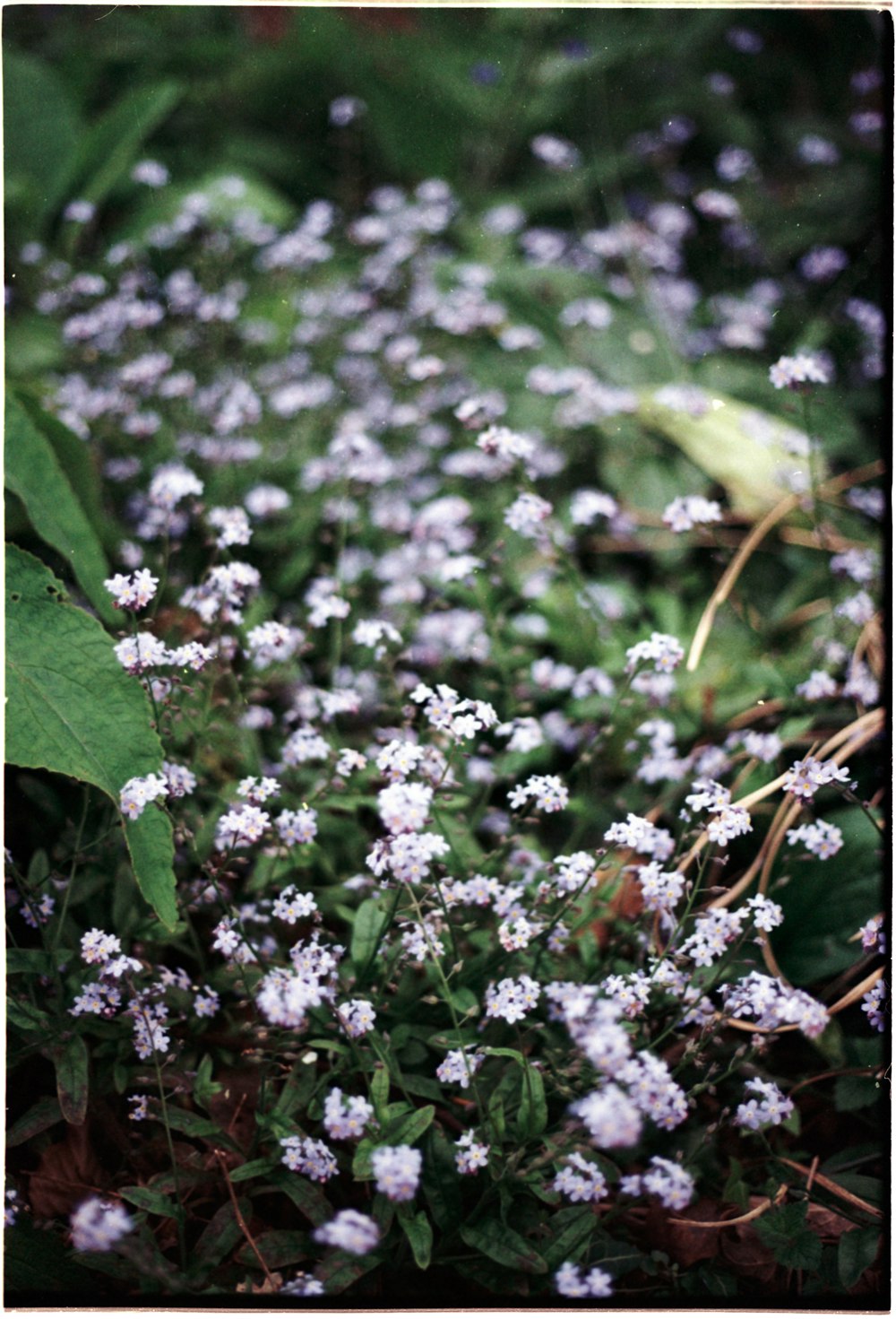 a bunch of small white flowers in the grass