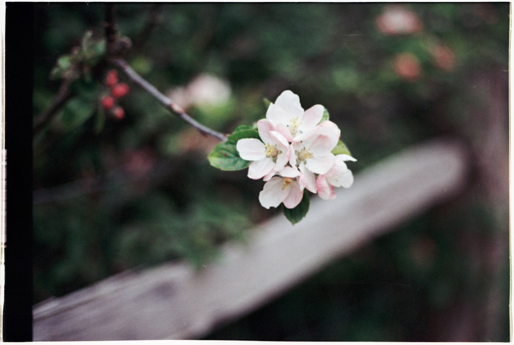 a close up of a flower on a tree branch