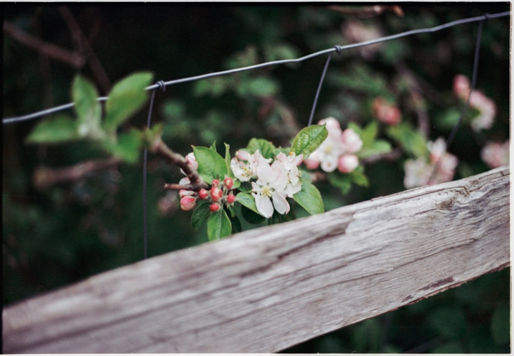 a wooden fence with flowers growing on it