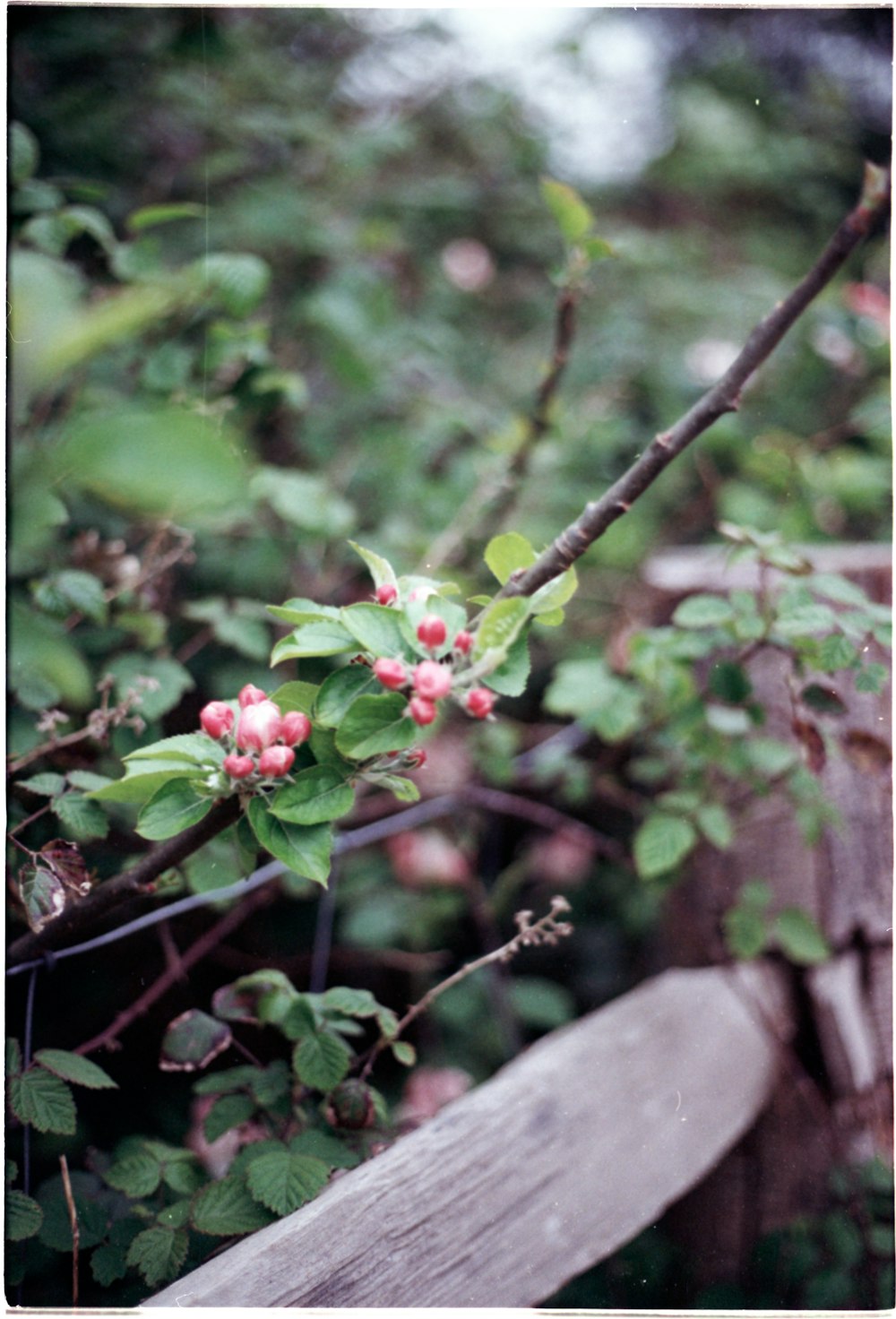 a branch of a tree with pink flowers