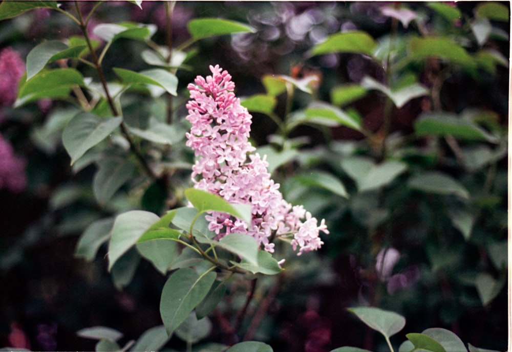 a close up of a pink flower on a tree