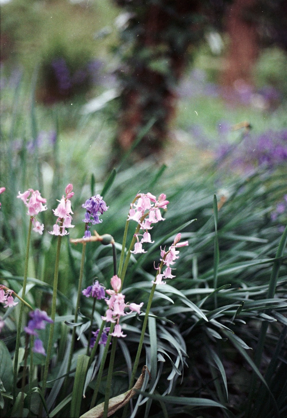 a bunch of flowers that are in the grass