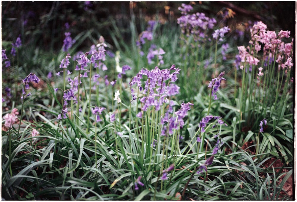 a bunch of flowers that are in the grass