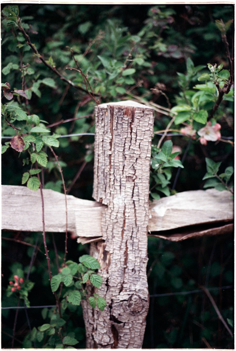 a cross made out of a tree trunk