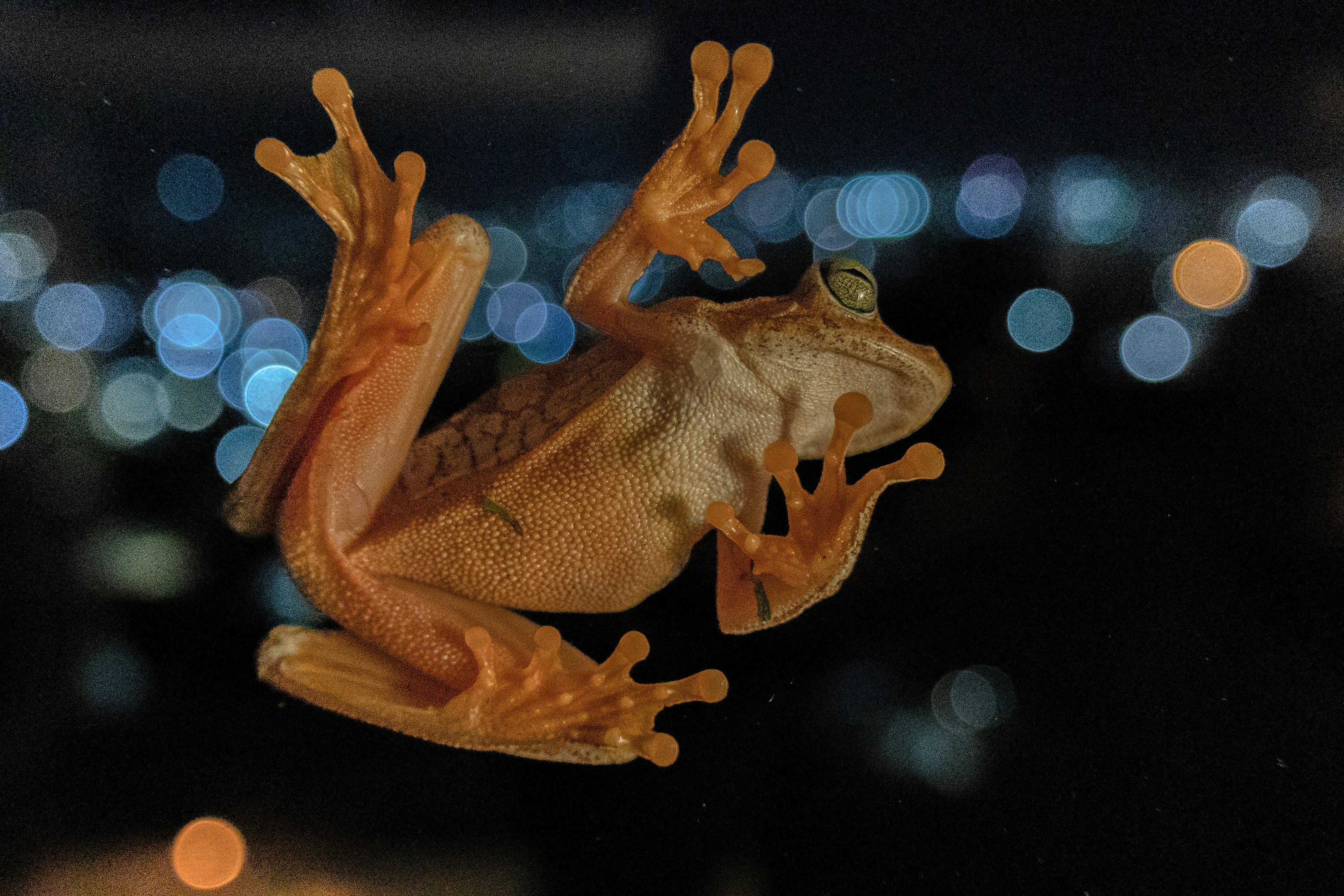 A small frog sitting on top of a table photo – Free Brown Image on Unsplash