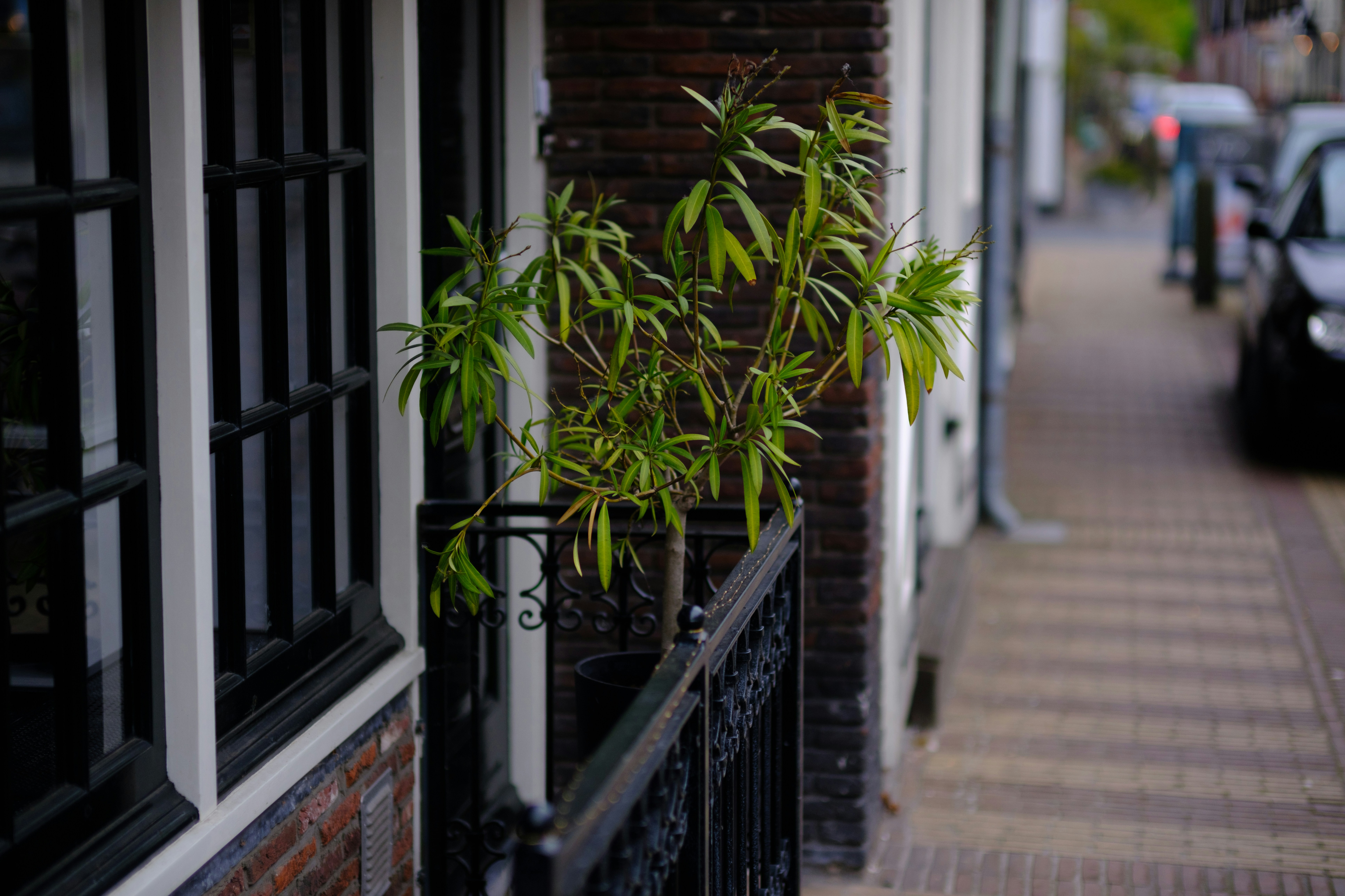 A potted plant sitting on the side of a building photo – Free Naarden ...