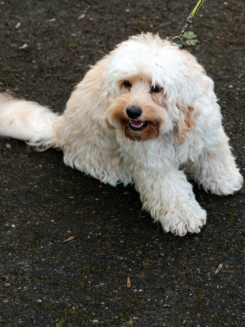 a small white dog with a leash on a leash