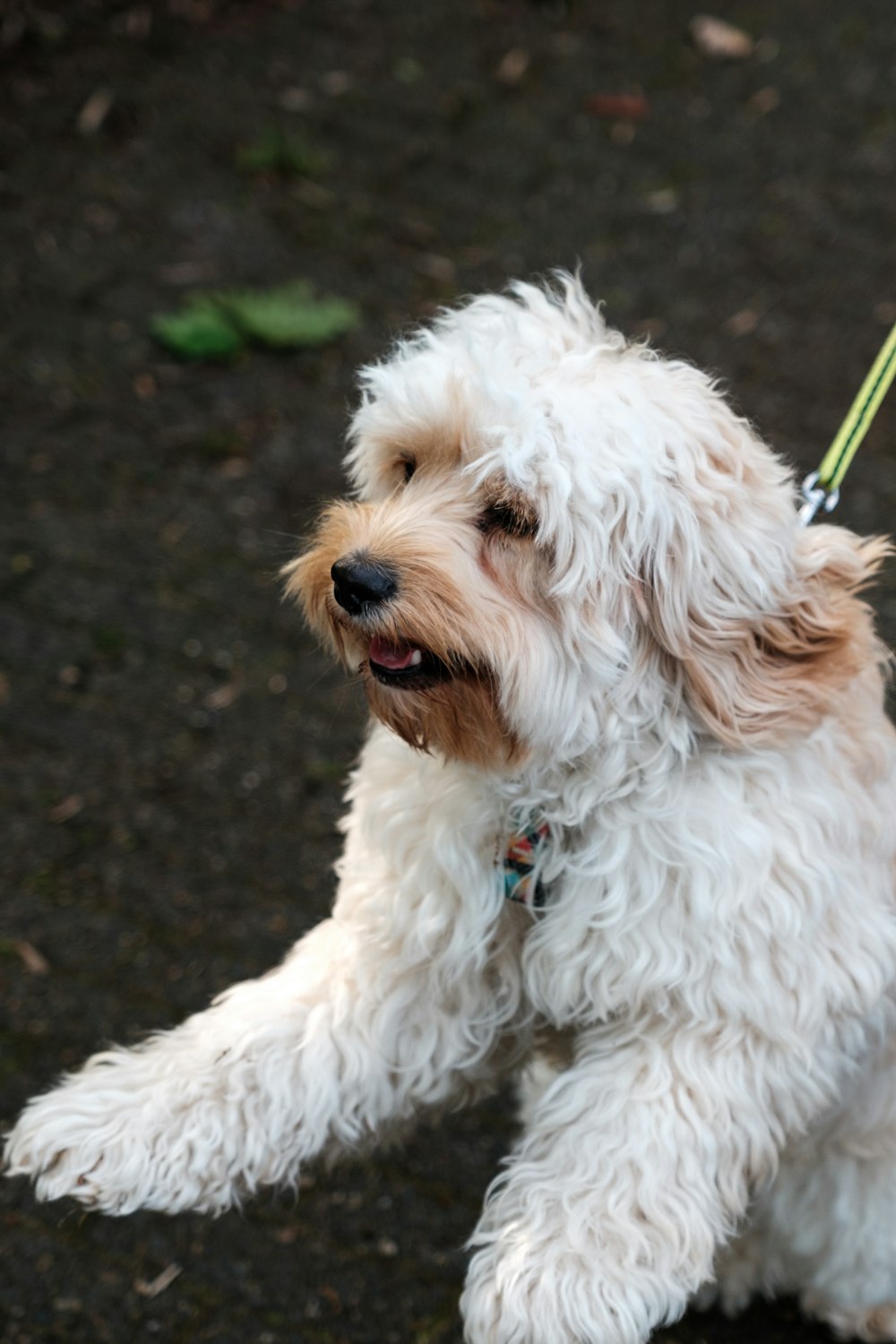 a small white dog with a leash on it's neck